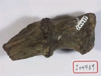 藏品(鹿角角柄.角環)的圖片